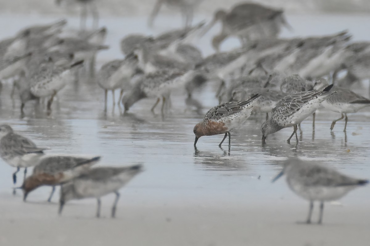 Red Knot - Frank Lin