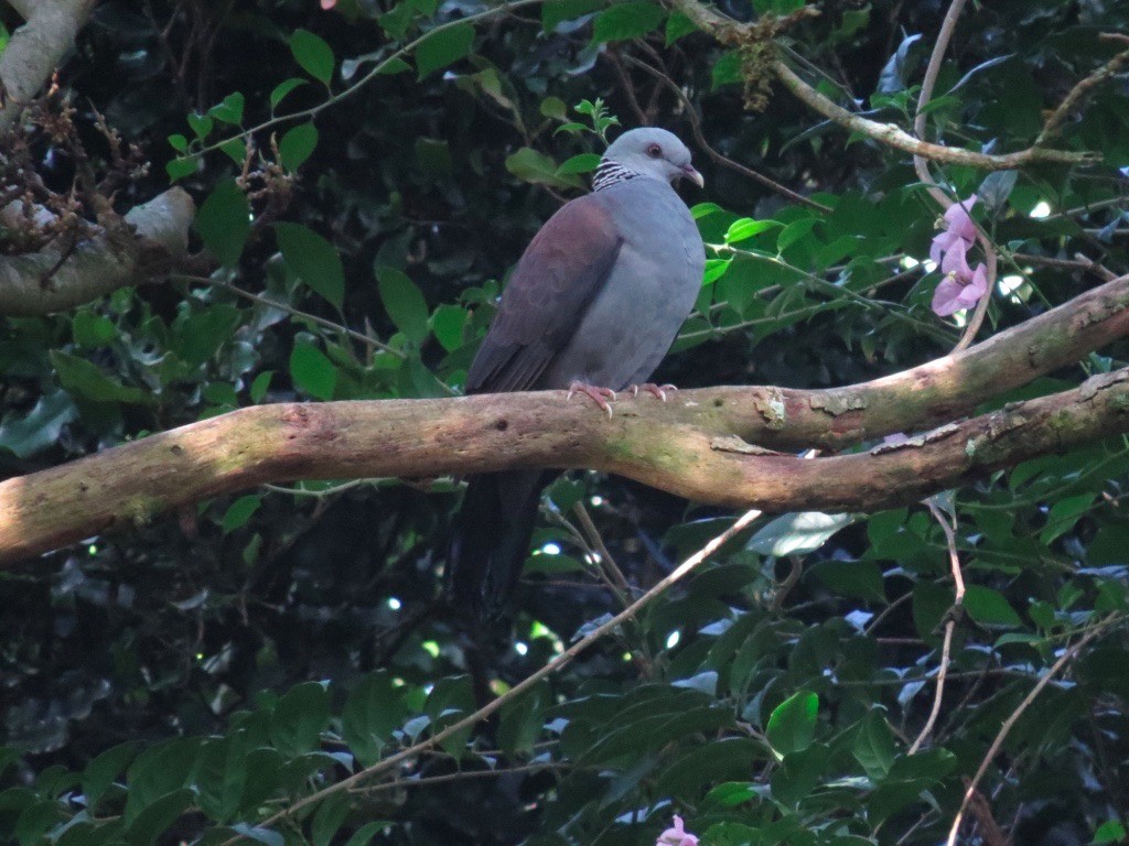 Pigeon d'Elphinstone - ML42036511