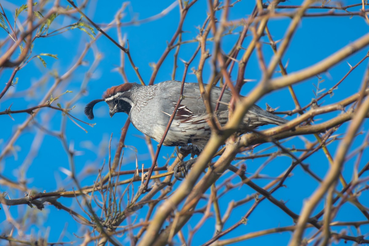 Gambel's Quail - ML420366251