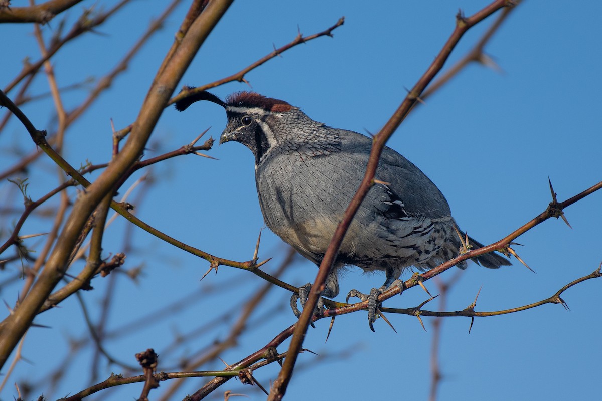 Gambel's Quail - ML420366321