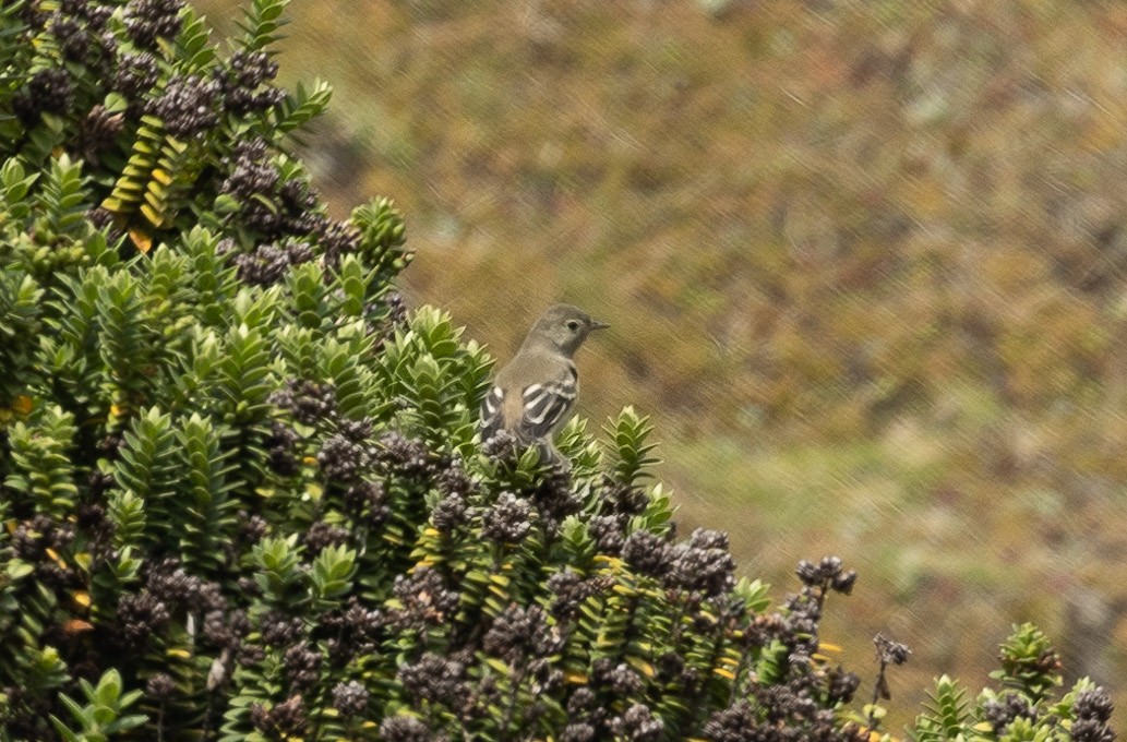 White-crested Elaenia - ML420367371