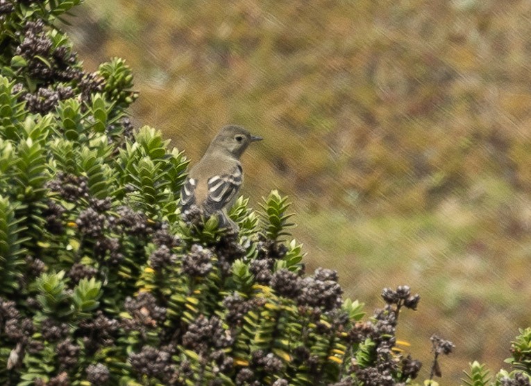 White-crested Elaenia - ML420367391