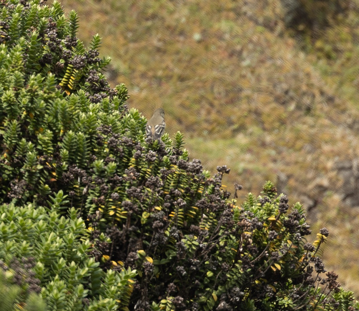 White-crested Elaenia - ML420367451