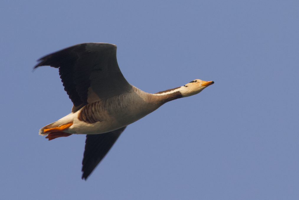 Bar-headed Goose - ML420369391