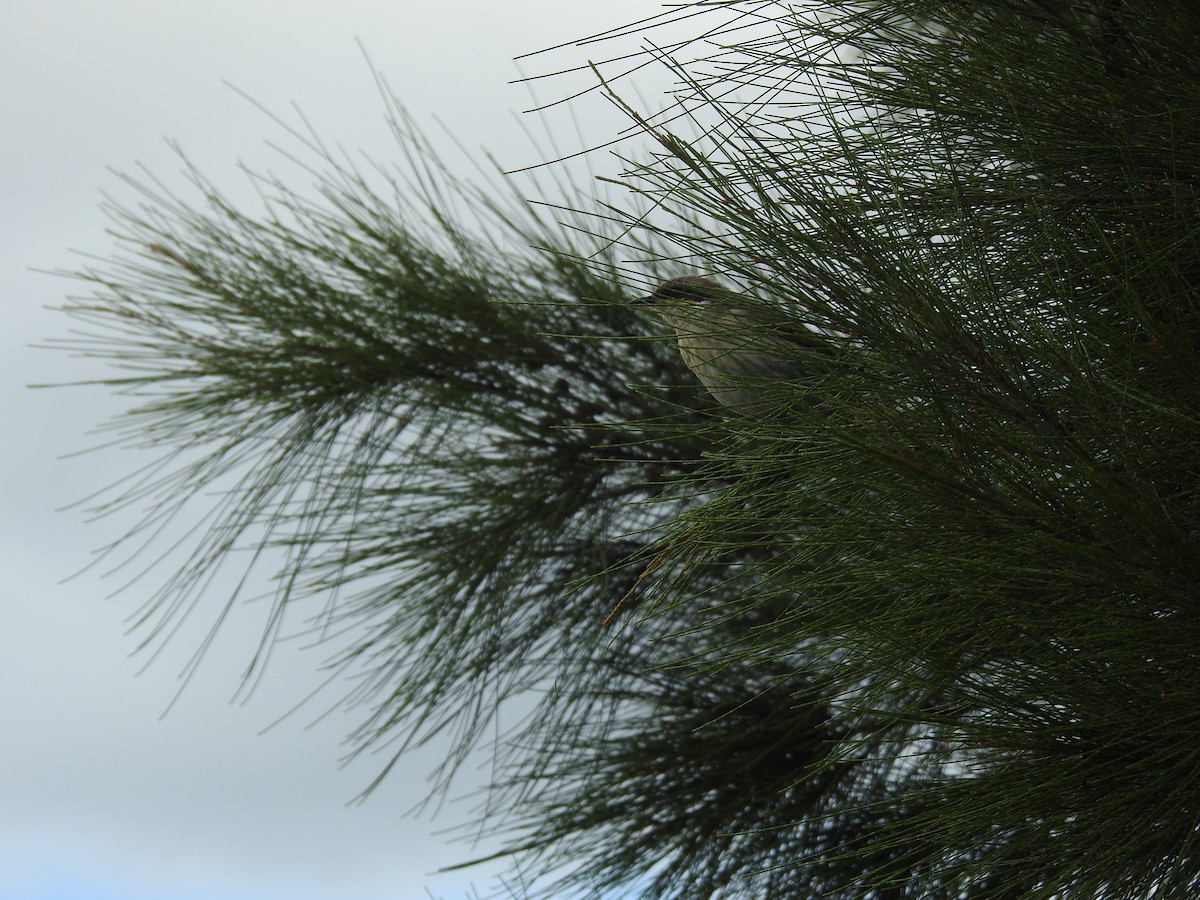 Singing Honeyeater - ML420369611