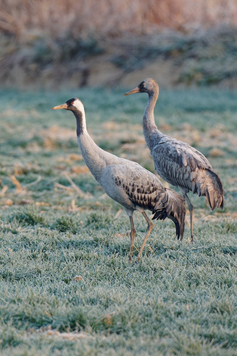 Common Crane - Vincent Wang