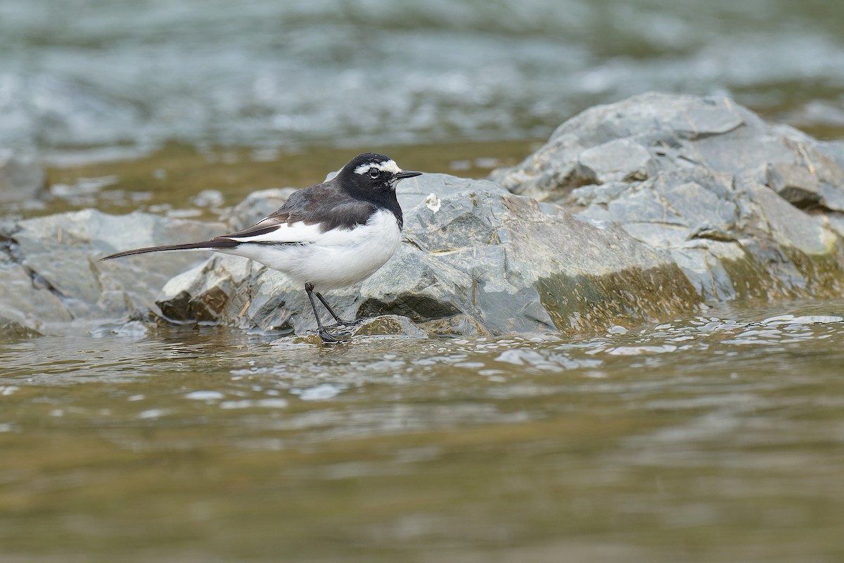 Japanese Wagtail - Vincent Wang