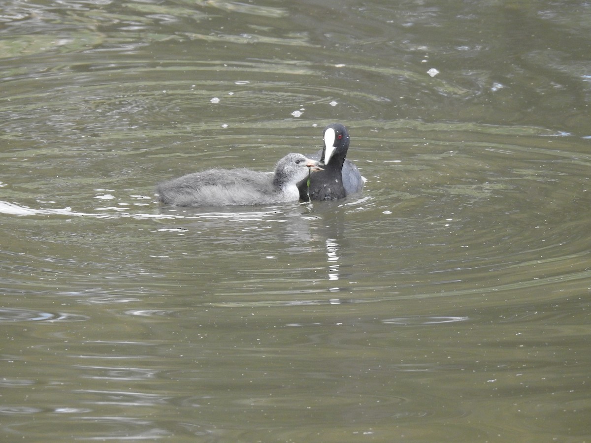 Eurasian Coot - ML420371421