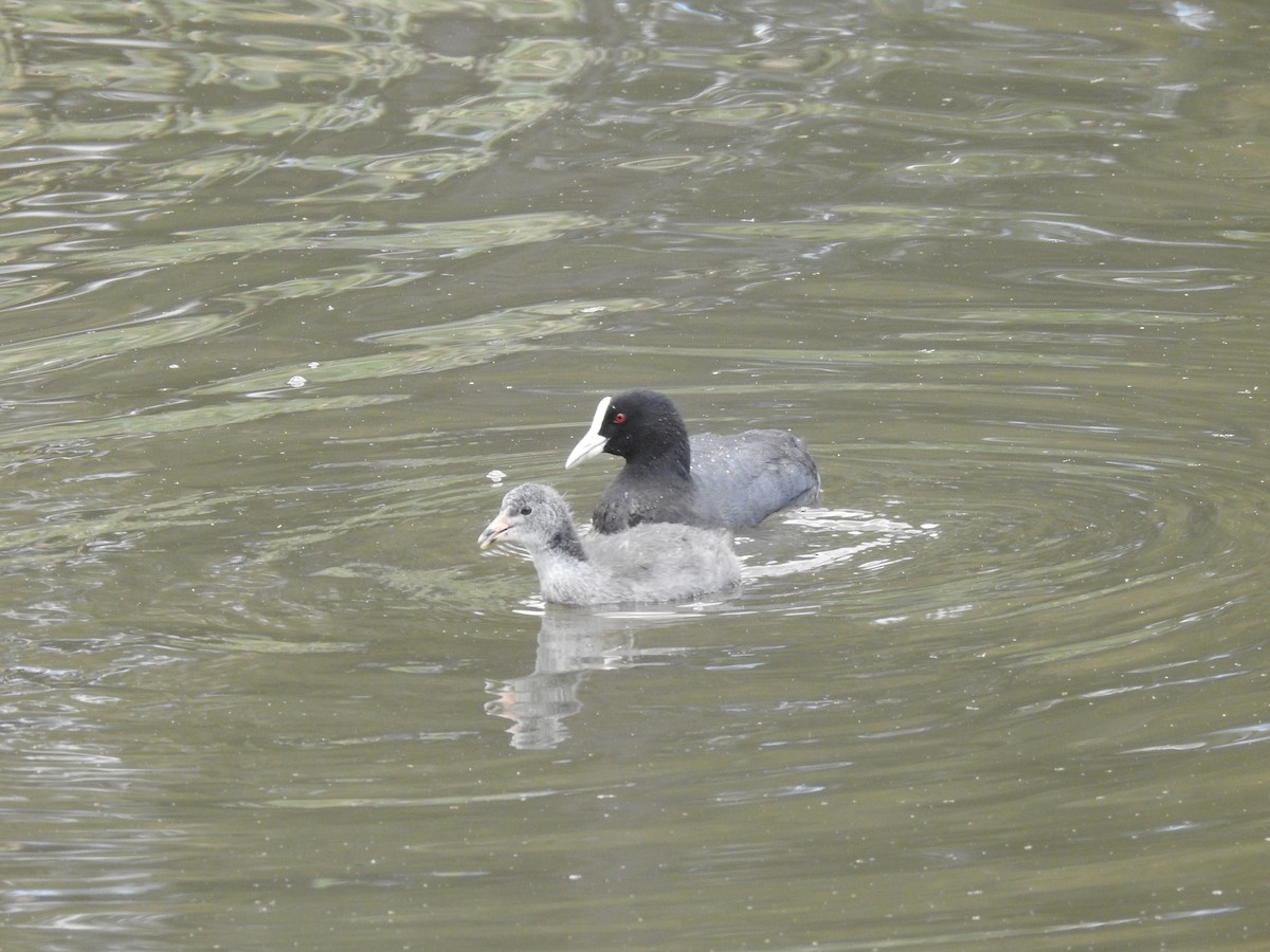 Eurasian Coot - ML420371441