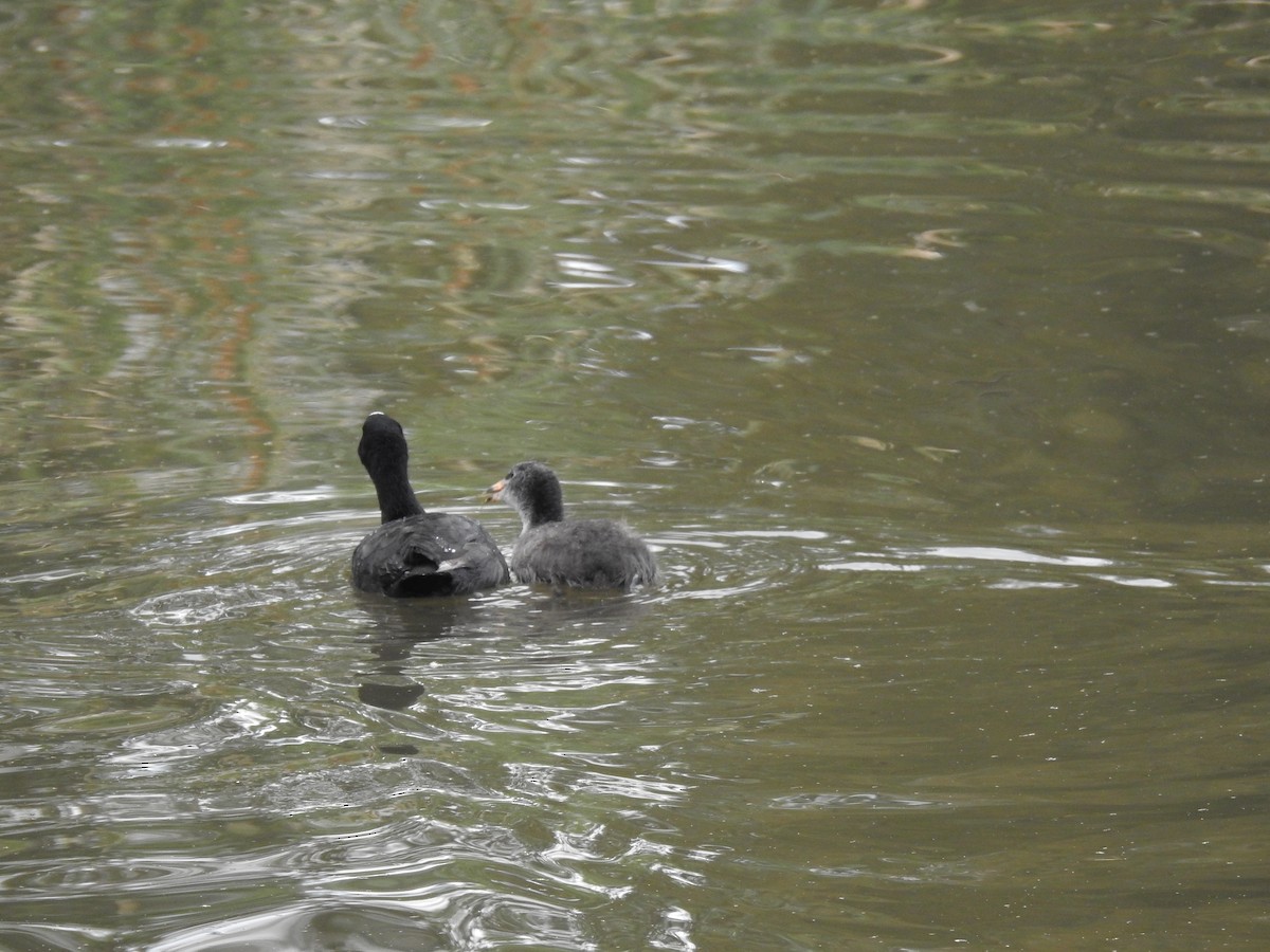 Eurasian Coot - ML420371451