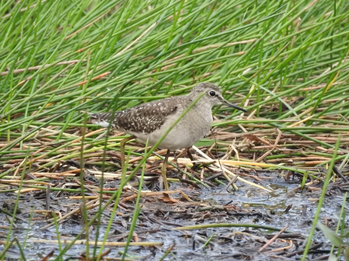 Bruchwasserläufer - ML420373271