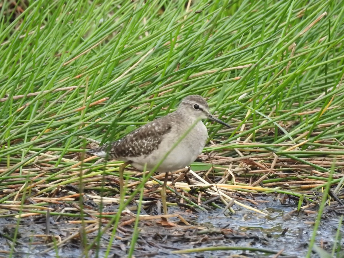 Bruchwasserläufer - ML420373311