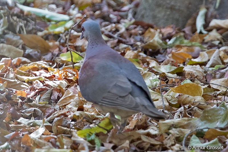 Pigeon de Madagascar - ML42037371