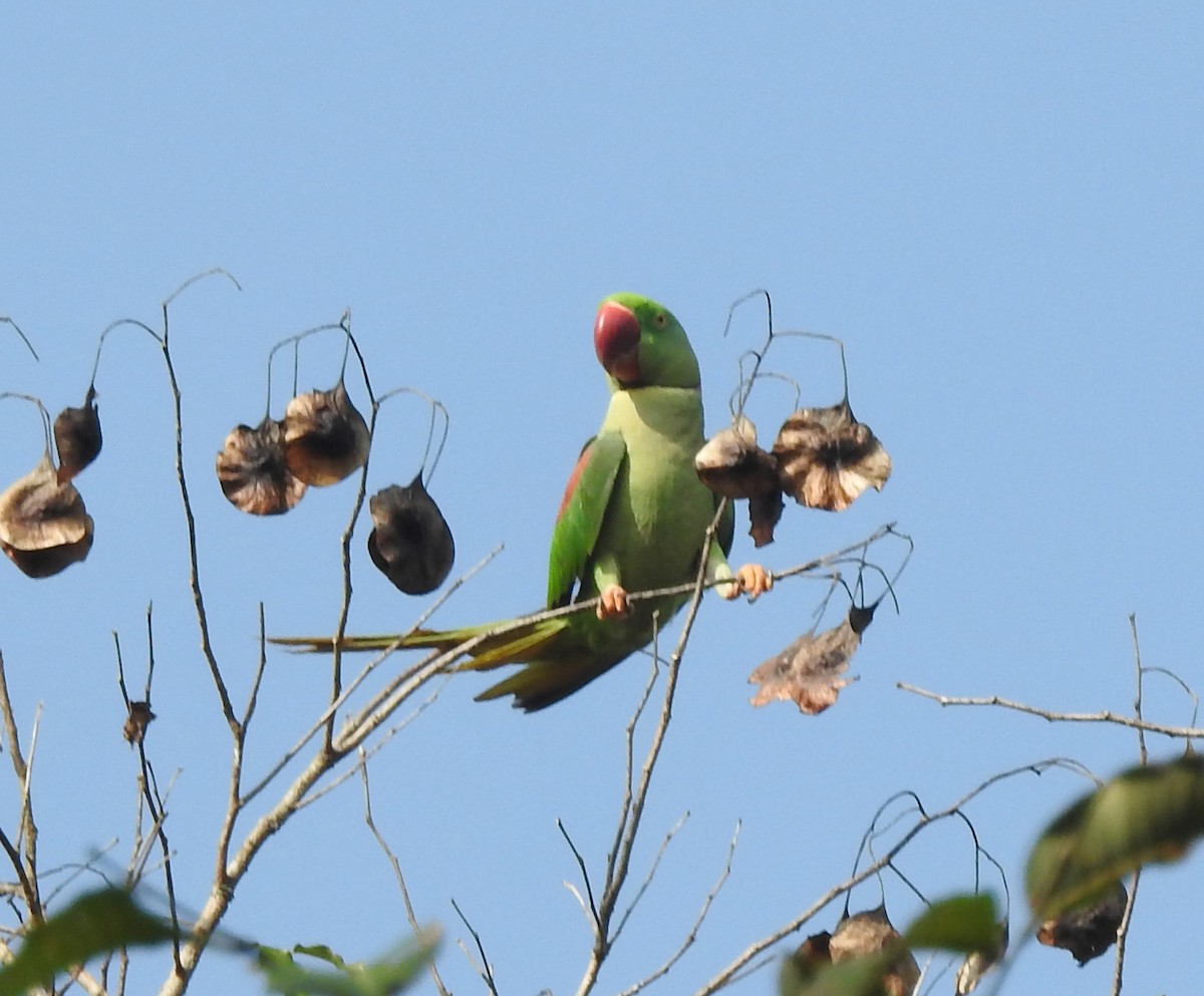 Alexandrine Parakeet - ML420374171