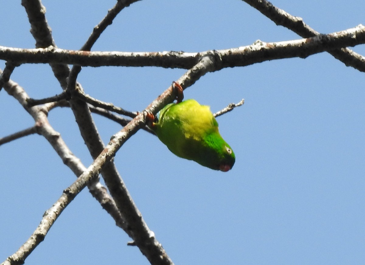 Vernal Hanging-Parrot - ML420374901