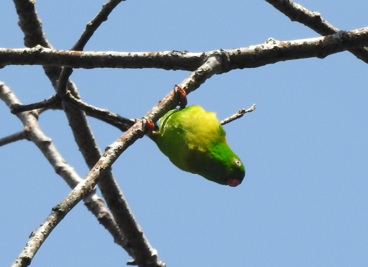 Vernal Hanging-Parrot - ML420374921