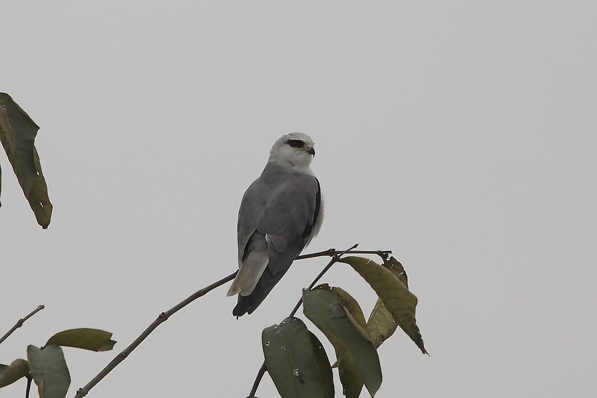 Black-winged Kite - ML420375171