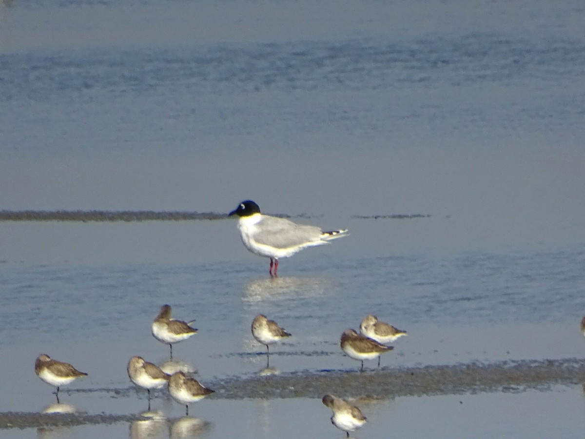 Saunders's Gull - ML420375681