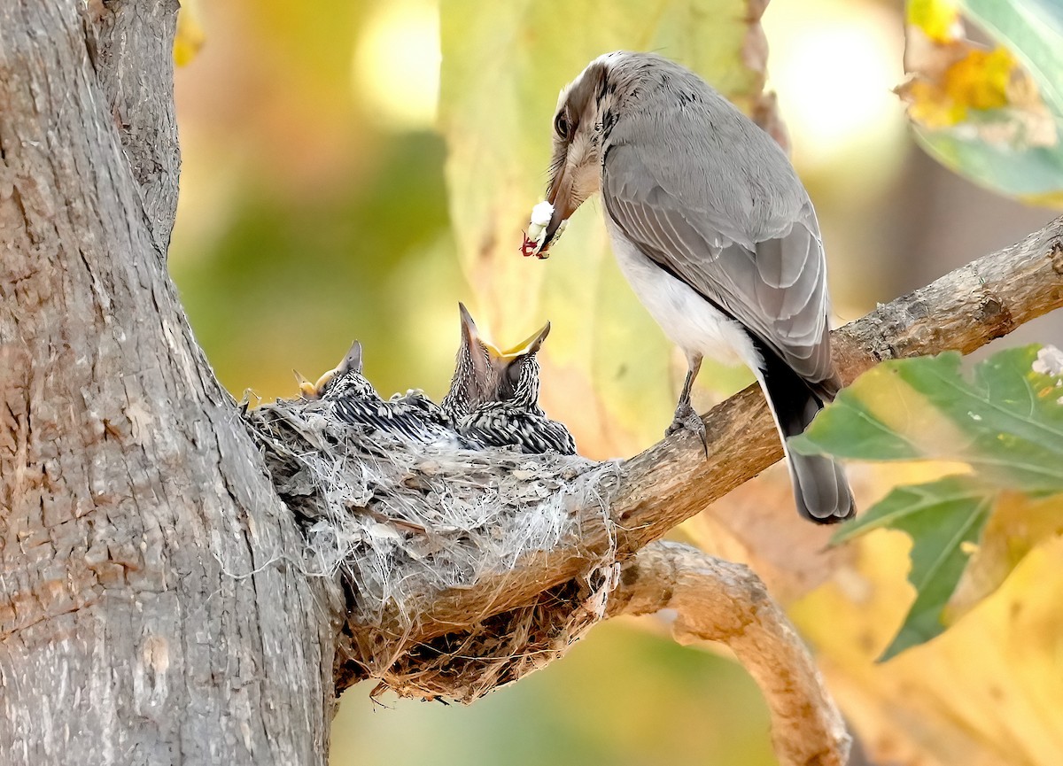 Common Woodshrike - ML420376421