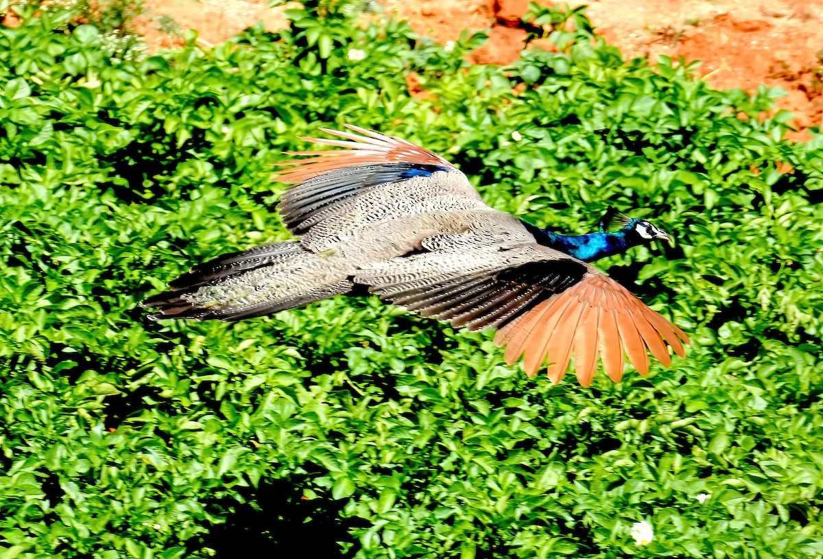 Indian Peafowl - Sudip Simha