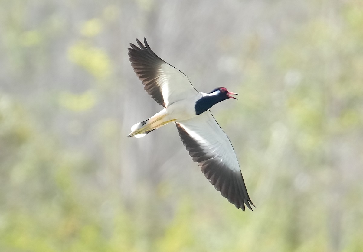 Red-wattled Lapwing - ML420376561