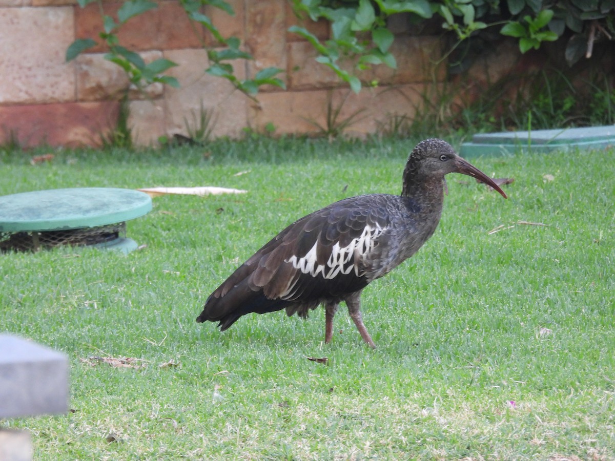 ibis etiopský - ML420378001