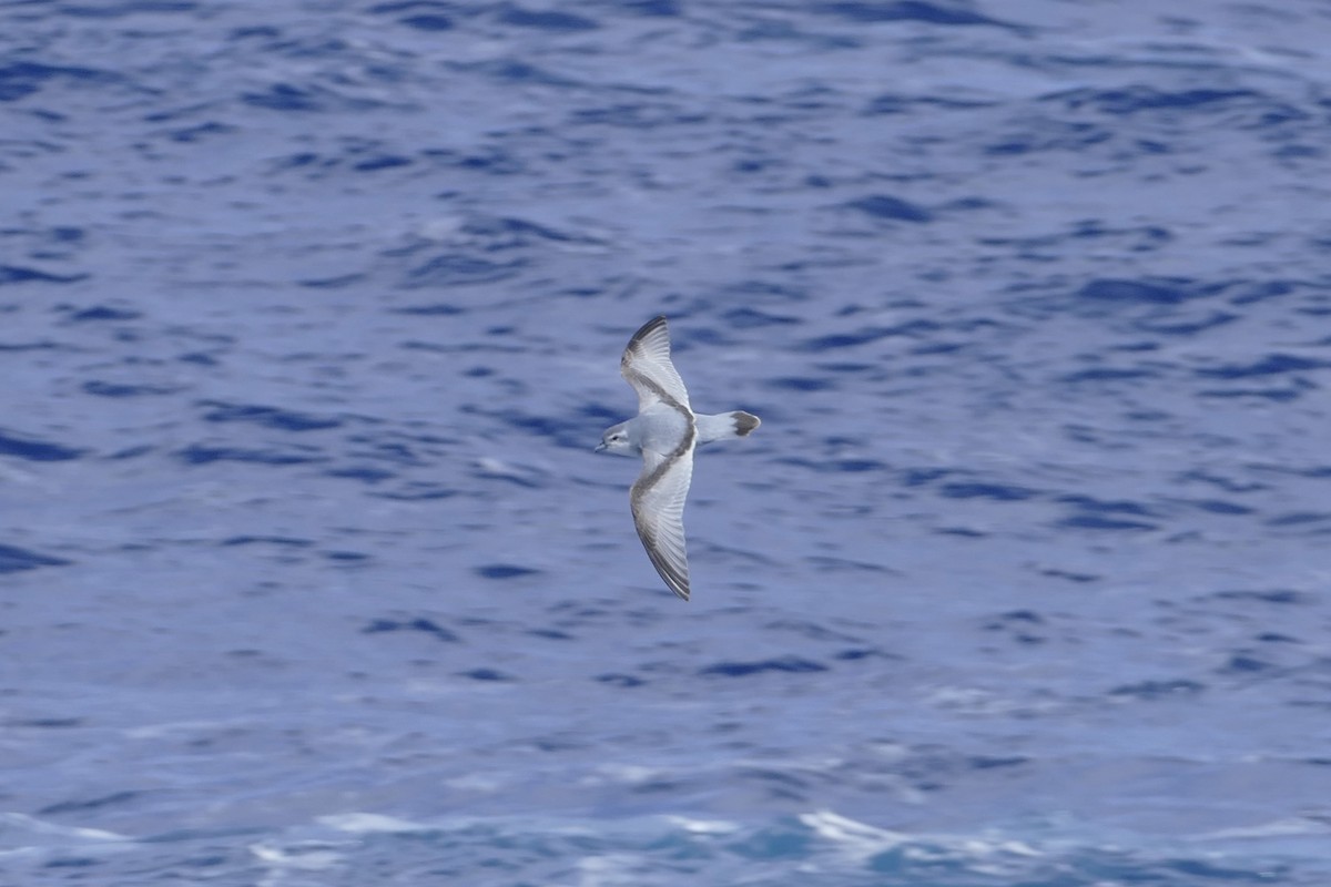 Fulmar Prion - ML42037801