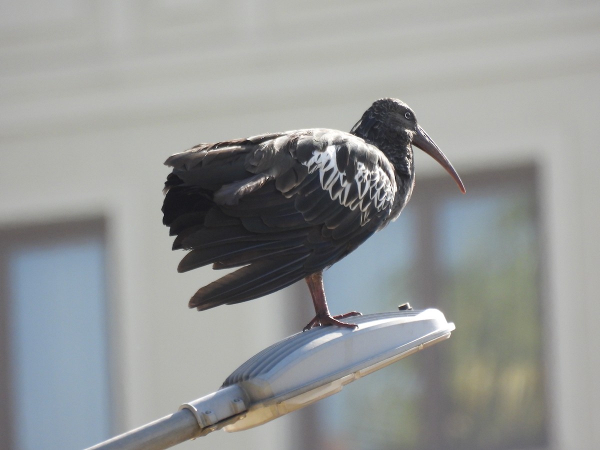 ibis etiopský - ML420378031