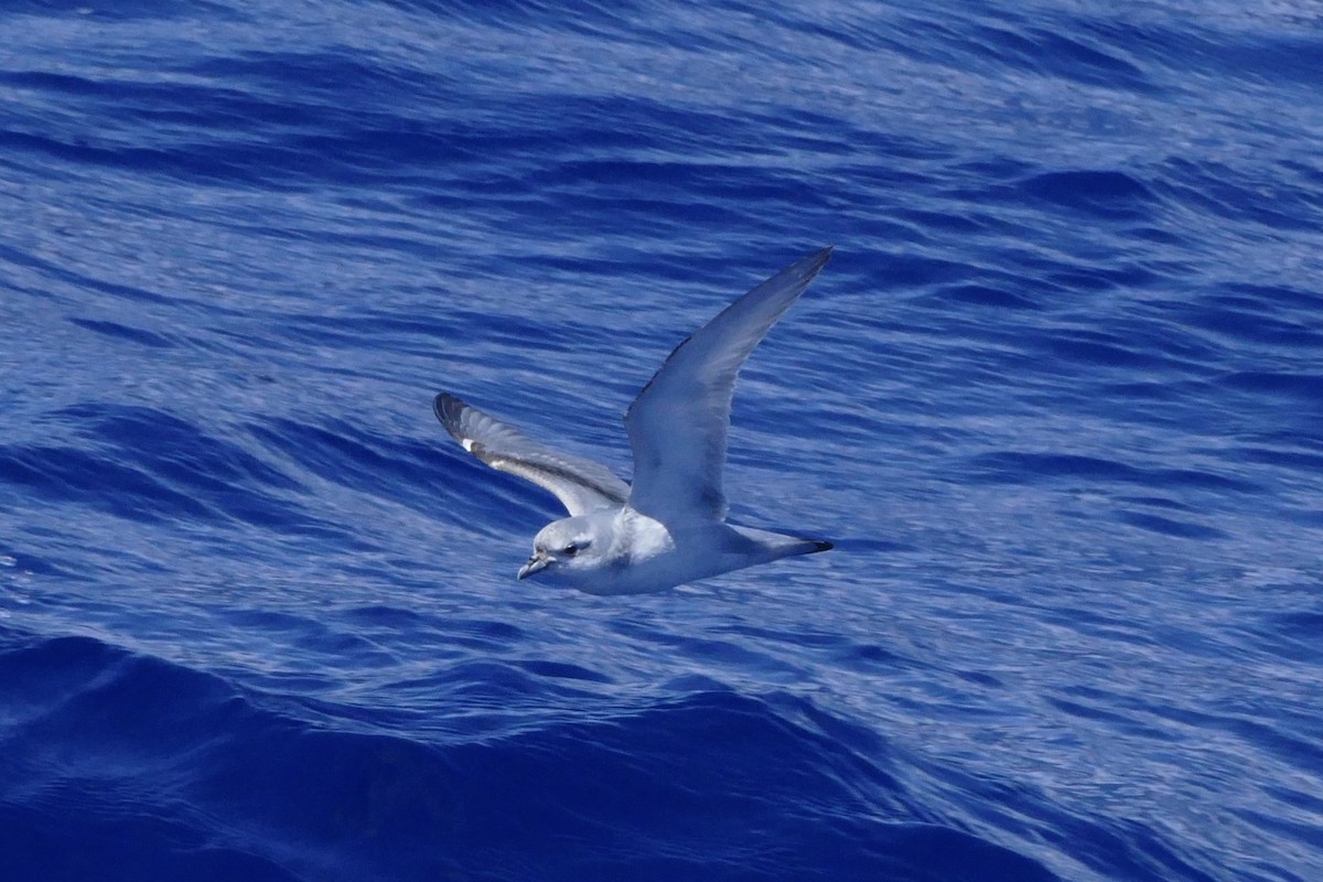 Fulmar Prion - ML42037811