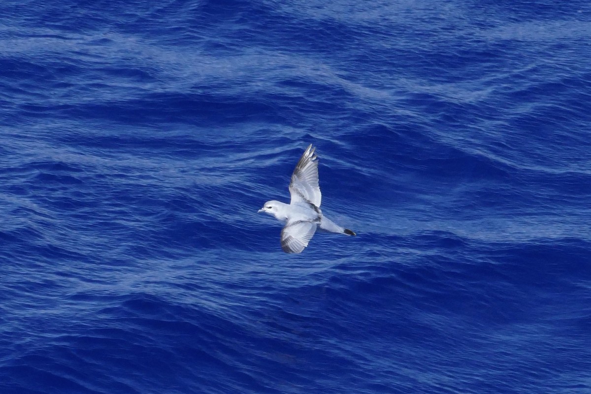 Fulmar Prion - ML42037831