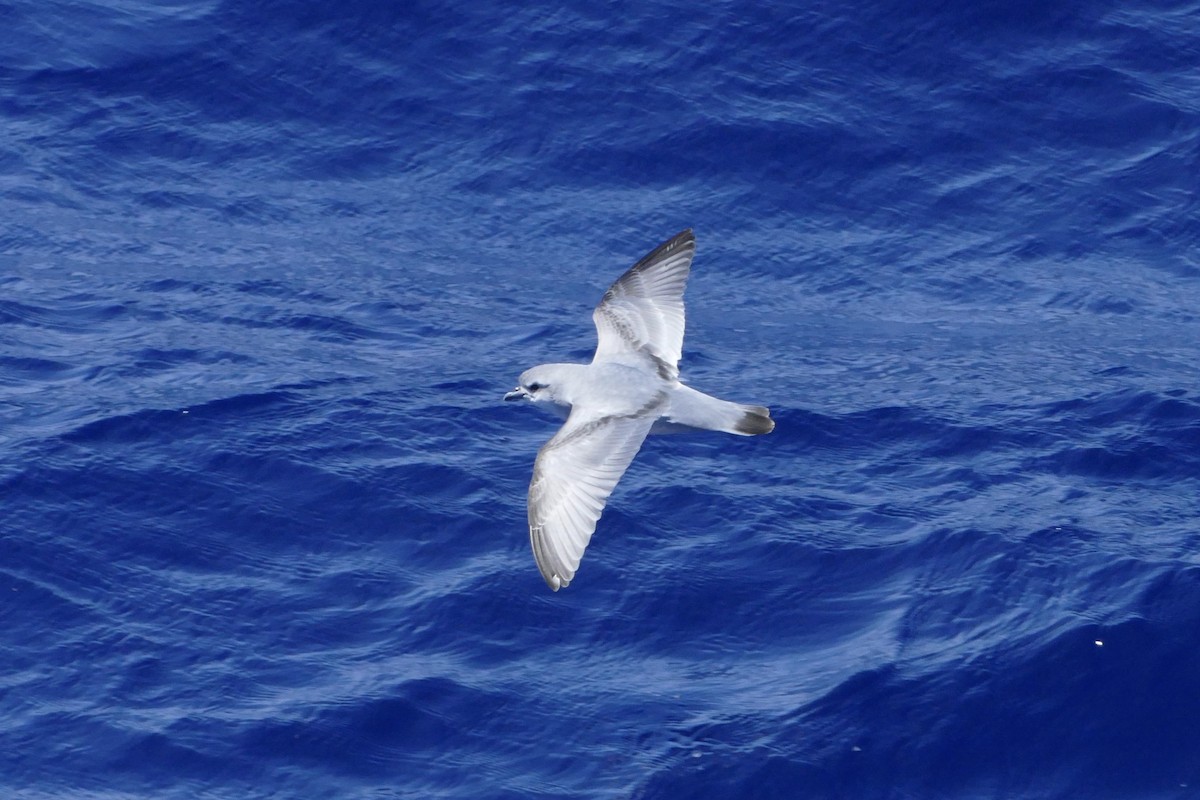 Fulmar Prion - ML42037841