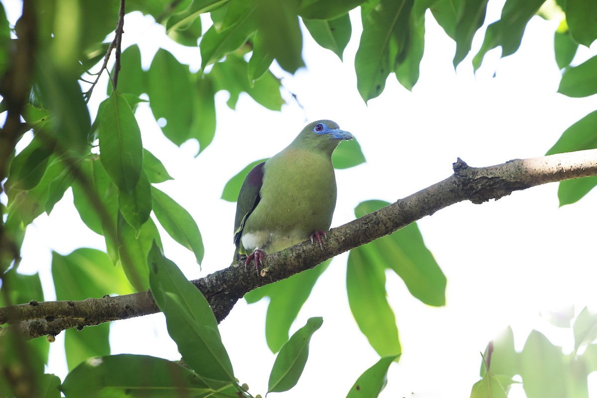 Yellow-vented Green-Pigeon - ML420380481