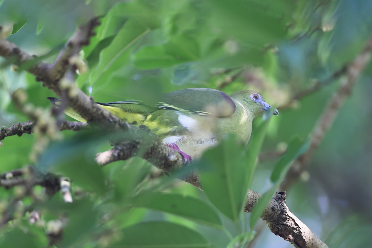 Yellow-vented Green-Pigeon - ML420380541