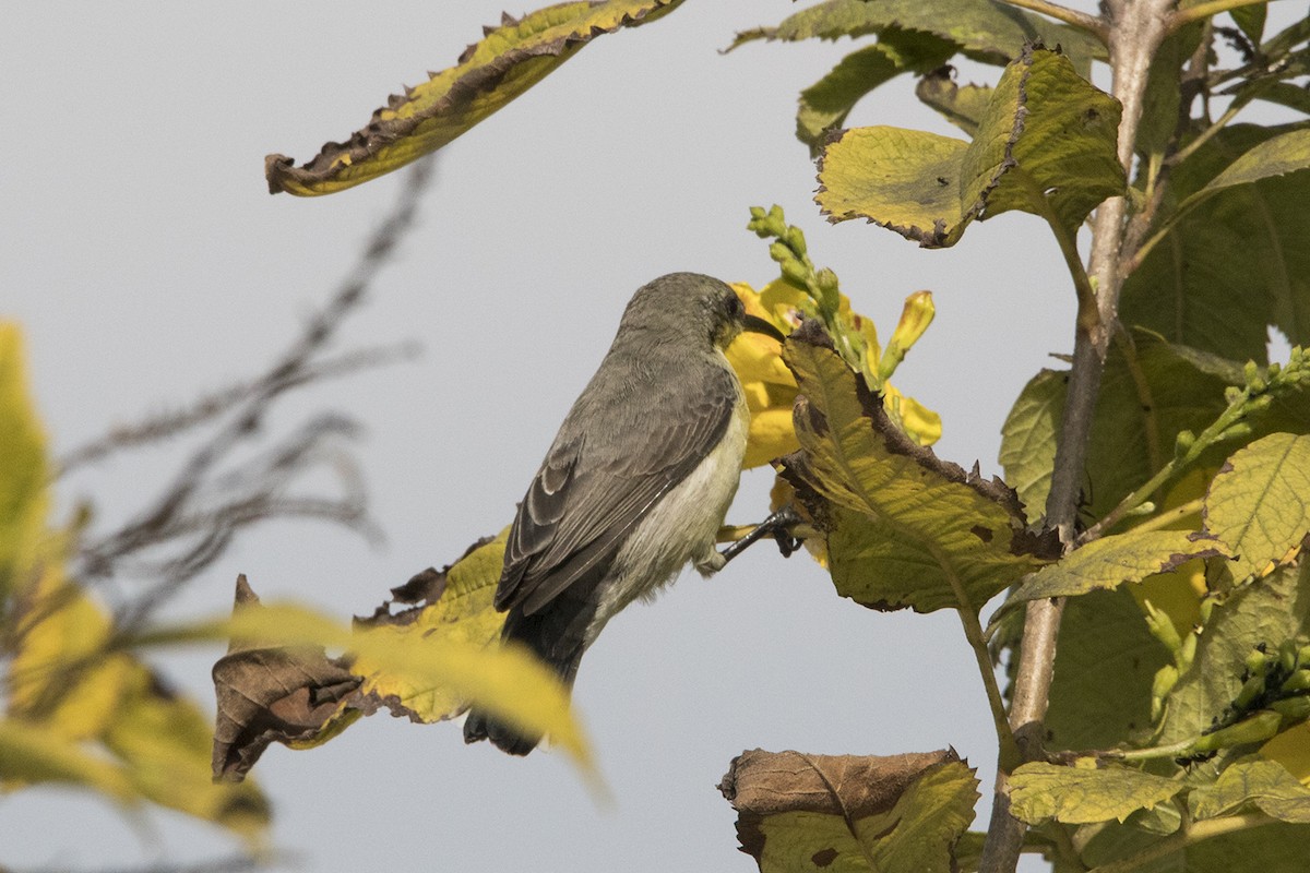 Purple Sunbird - ML420381271