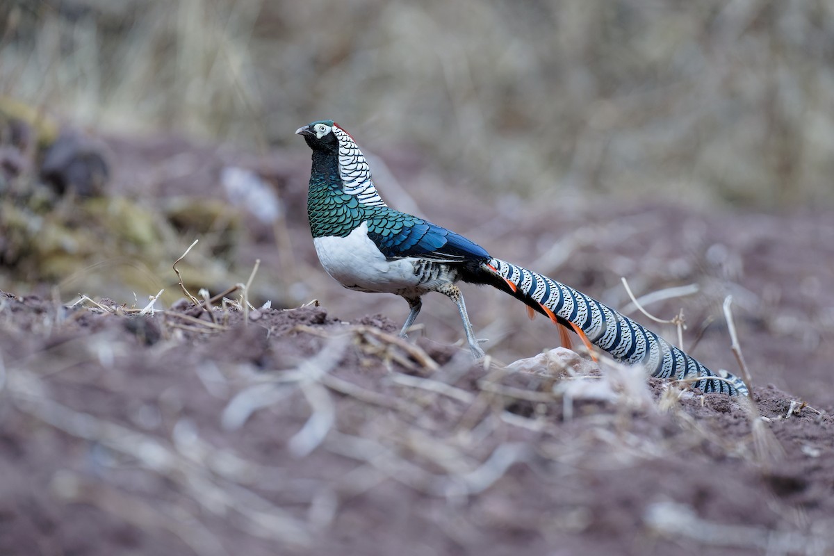 Lady Amherst's Pheasant - ML420381901