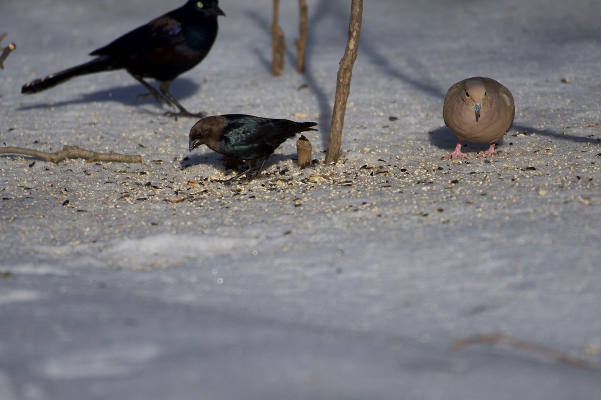 Brown-headed Cowbird - Leon Meintjes