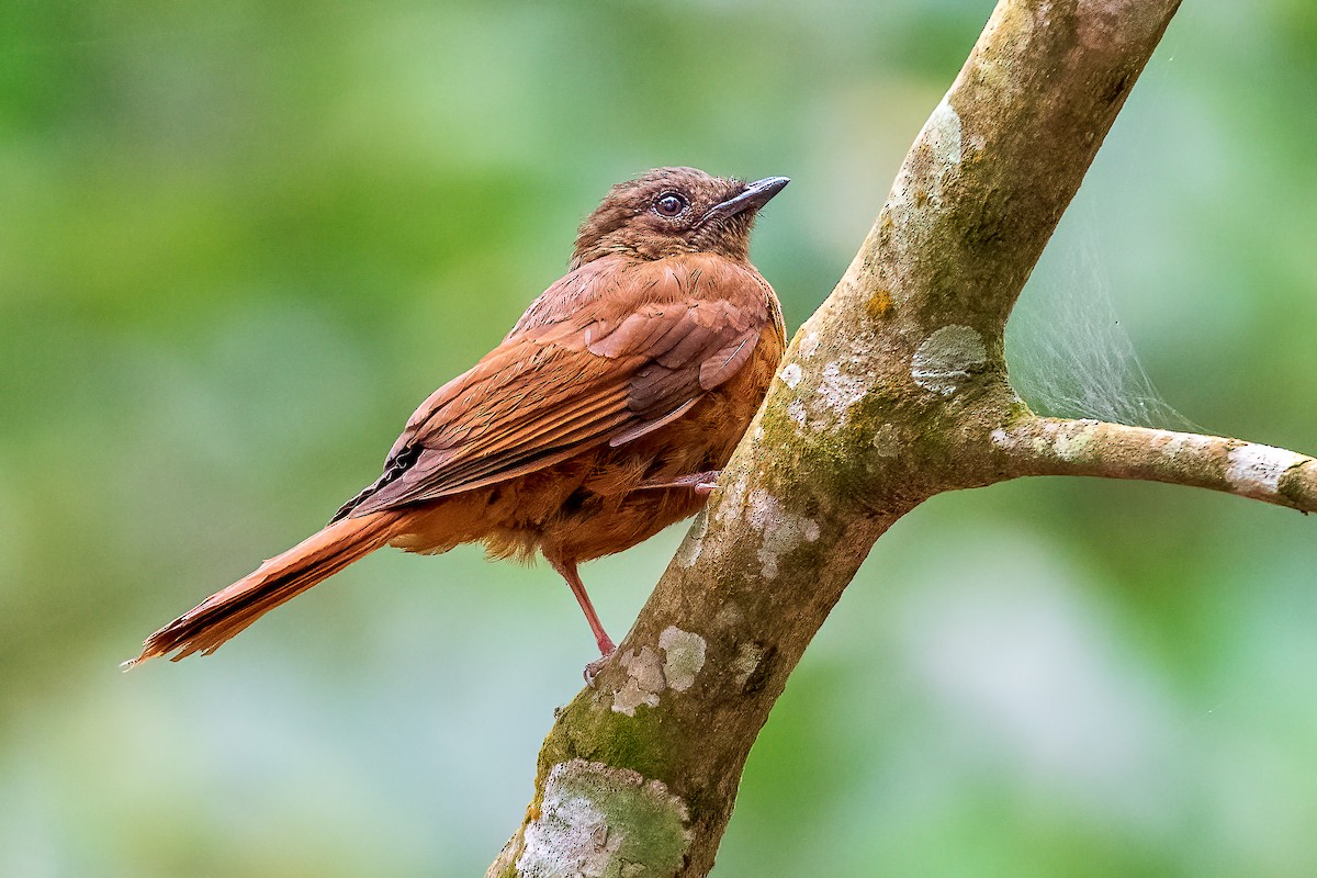 Rufous Flycatcher-Thrush - ML420382371