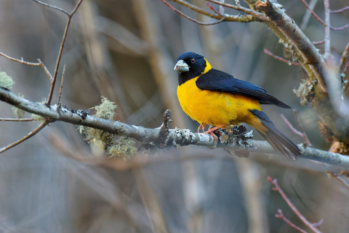 Collared Grosbeak - Mycerobas affinis - Birds of the World