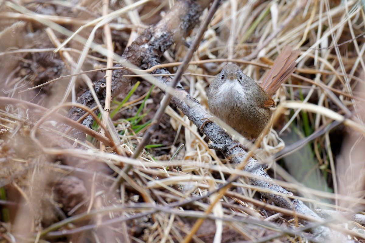 Rufous-tailed Babbler - ML420383281