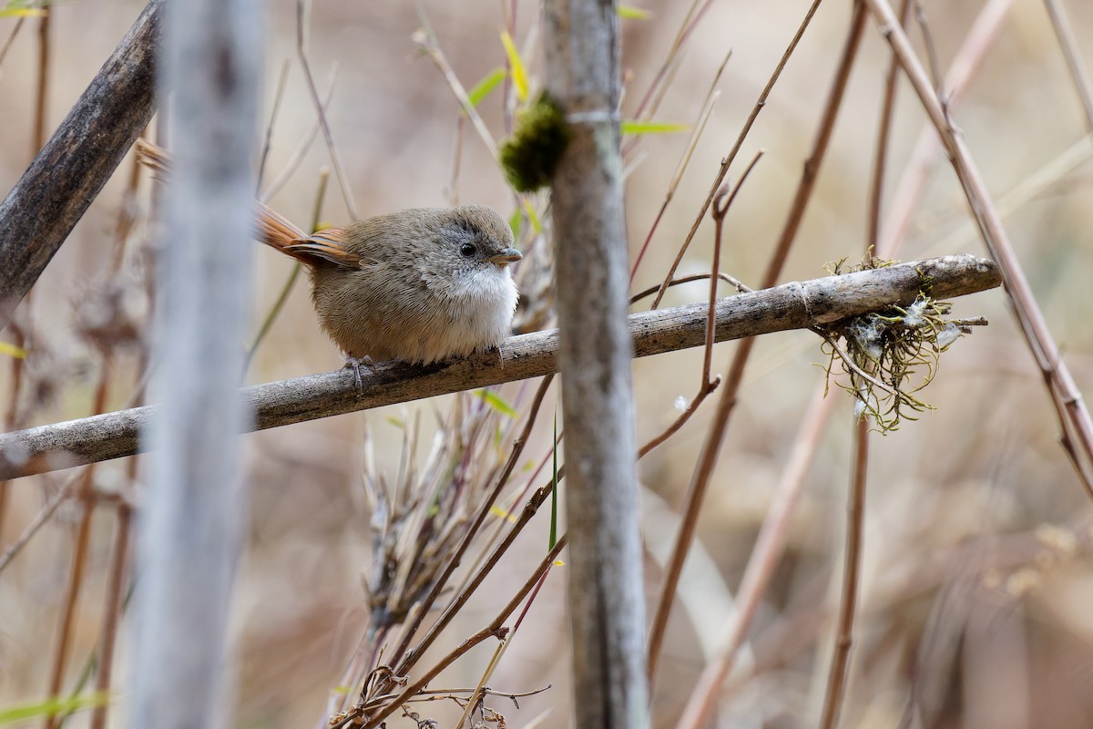 Rufous-tailed Babbler - ML420383301