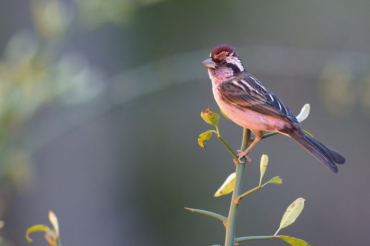 Sharpe's Rosefinch - Vincent Wang