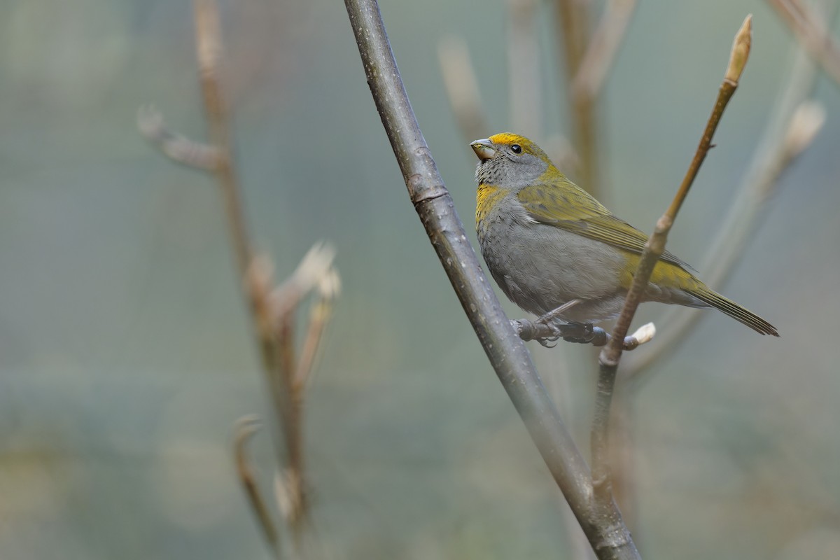 Crimson-browed Finch - ML420383481