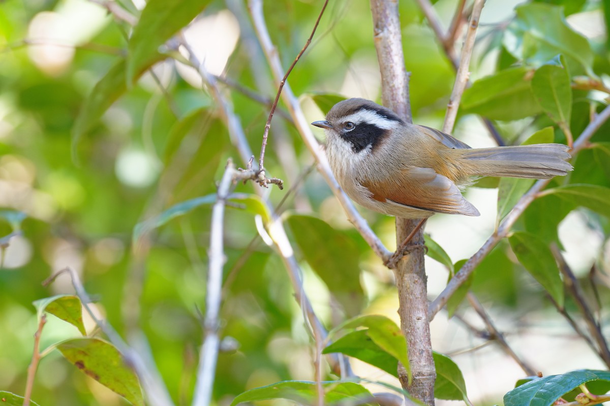 White-browed Fulvetta - ML420383791