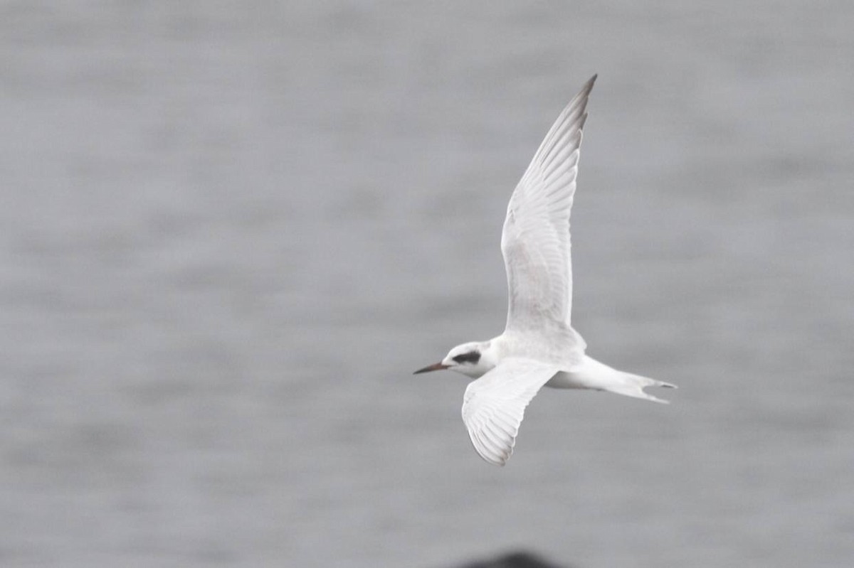 Forster's Tern - Doug Hitchcox