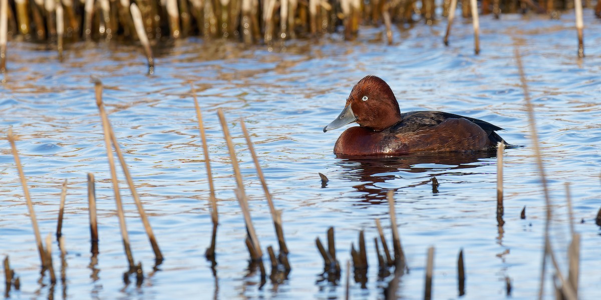 Ferruginous Duck - ML420385231