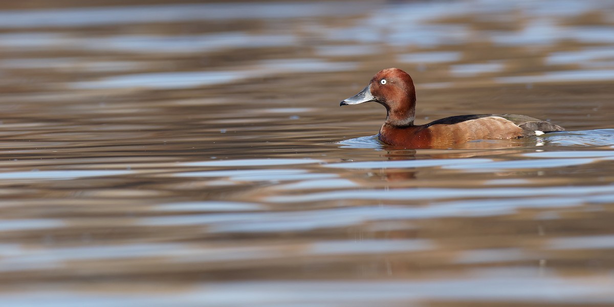 Ferruginous Duck - ML420385251