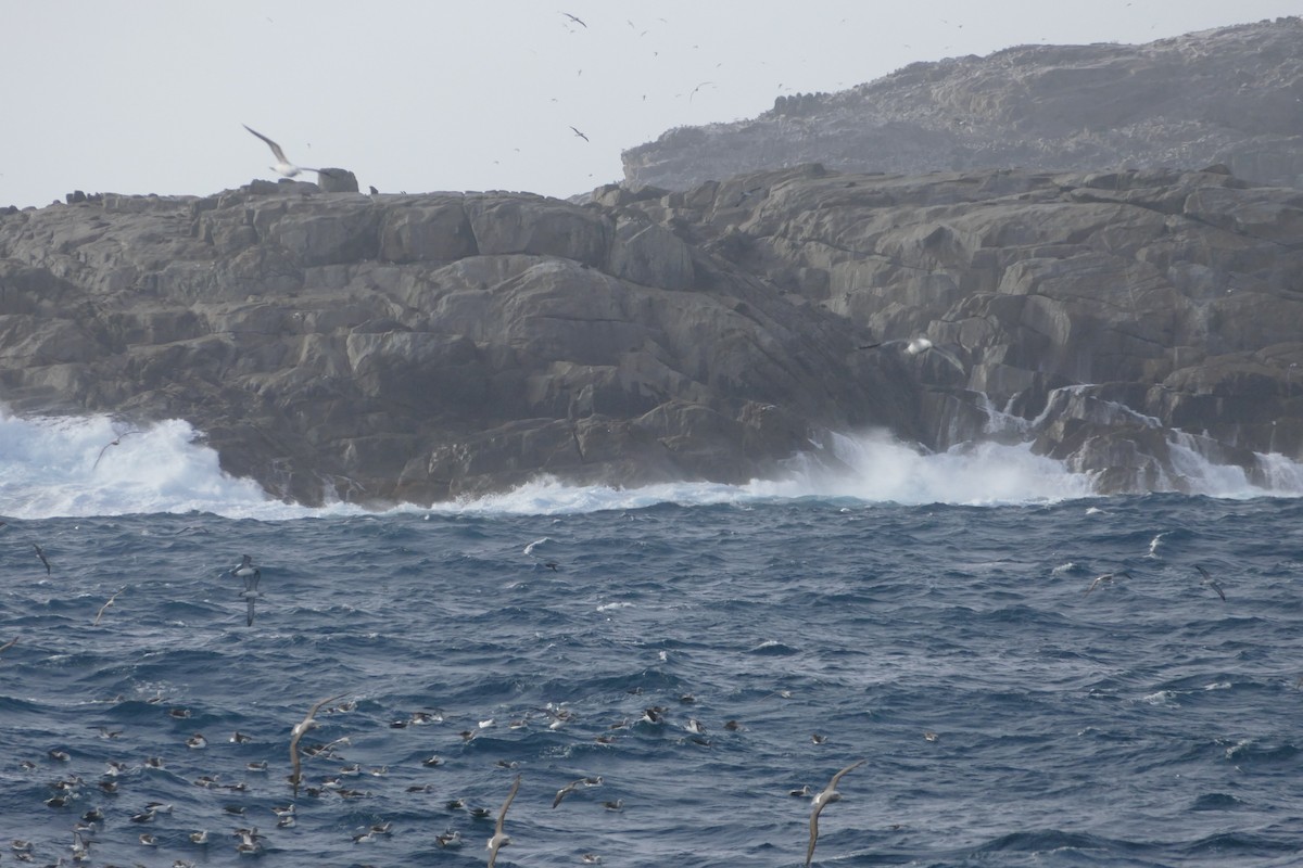 Salvin's Albatross - ML42038861