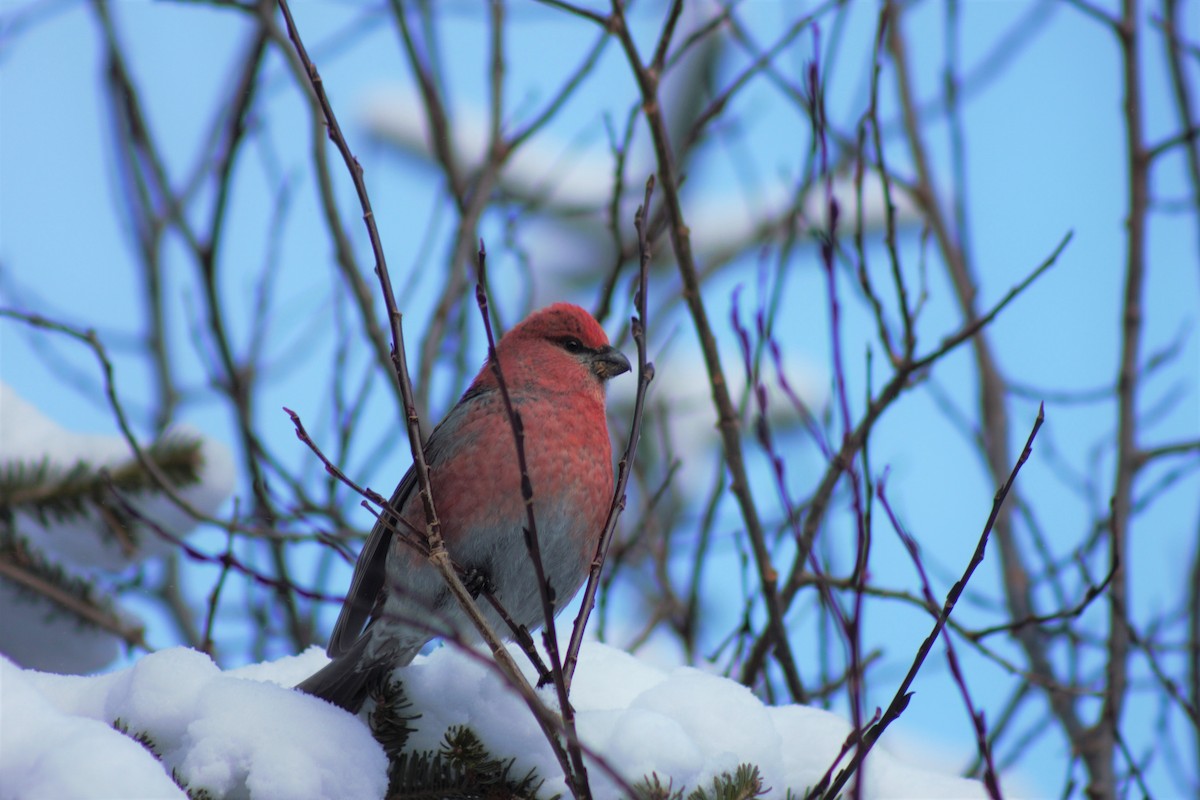 Pine Grosbeak - ML420389531