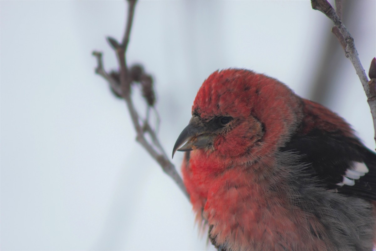 White-winged Crossbill - ML420389571