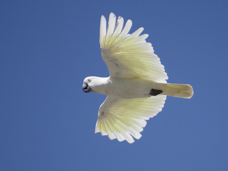 Sulphur-crested Cockatoo - ML42039041